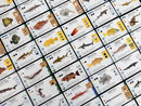 Finspan: Sharks & Reefs Expansion